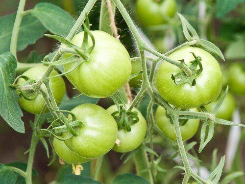 Простейшая подкормка для томатов «Три в одном», чтобы не опадали цветки и в разы увеличилась завязь
