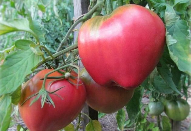 Сорта томатов, которые приносят богатый урожай
