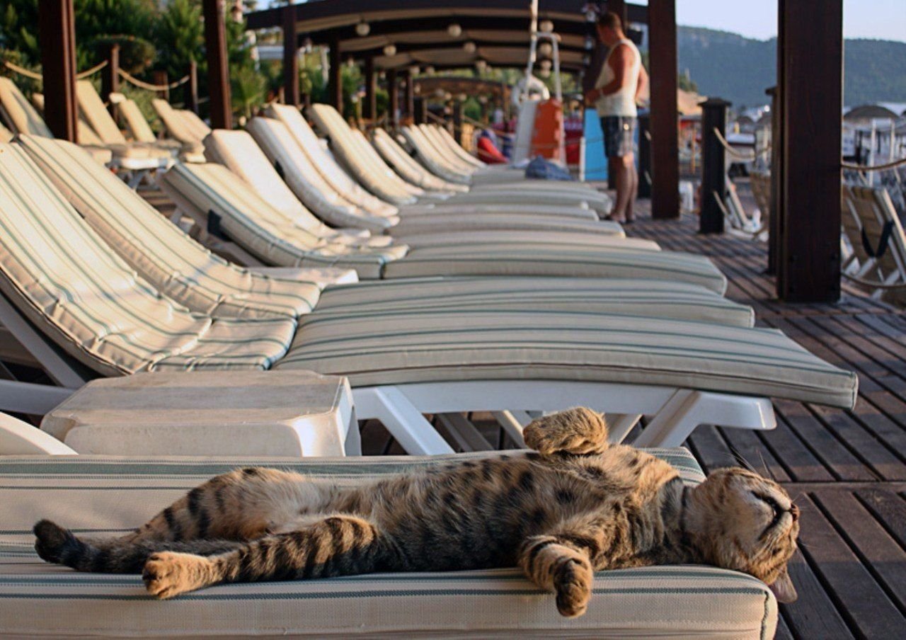 Иди отдохни лучше. Кот отдыхает. Кот на лежаке на пляже. Кот на шезлонге. Кот отдыхает на пляже.