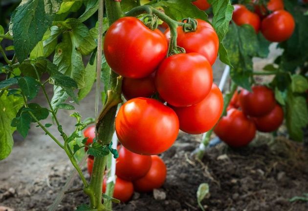 Как подвязывать помидоры? Практические советы