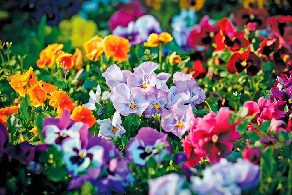 Фиалки - миниатюрные растения, которые завоевали сердца многих садоводов благодаря компактному размеру и фантастически красивому цветению