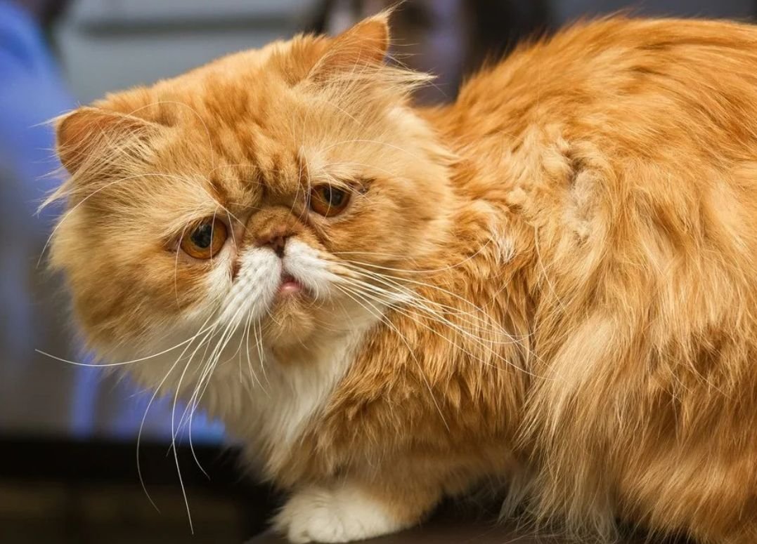 Что такое перс. Персидская кошка. Перс экзот рыжий длинношерстный. Длинношёрстная Персидская кошка рыжий. Персидская длинношерстная шиншилла.