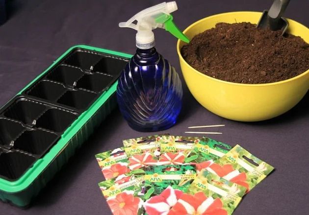 3 способа посева петунии, которые помогают вырастить крепкие и дружные всходы