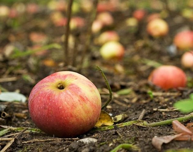 Почему Яблоня сбрасывает недозревшие плоды? Как исправить проблему и собрать хороший урожай