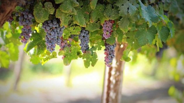 Как прорасти черенки винограда для открытого грунта