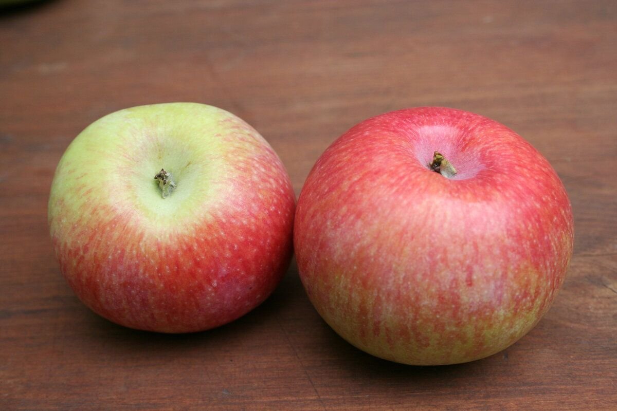 Ароматные сорта яблок. Яблоня сорт конфетное. Яблоня конфетное-2. Сорт яблок конфетное. Яблоня конфетное (раннелетний сорт).