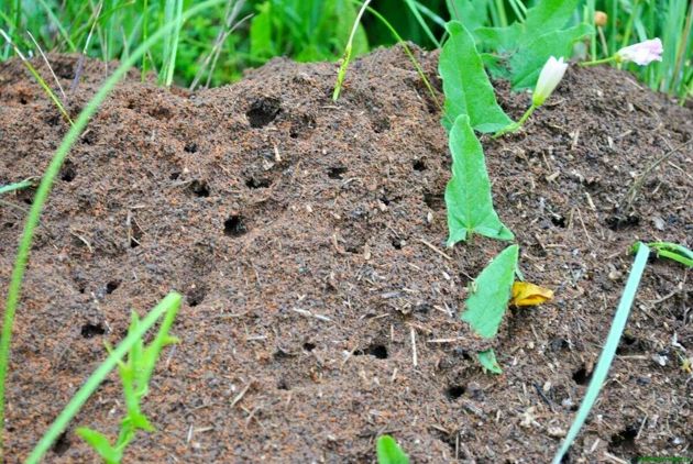 Можно ли избавится от муравьев в огороде навсегда. Мой опыт борьбы с муравьями