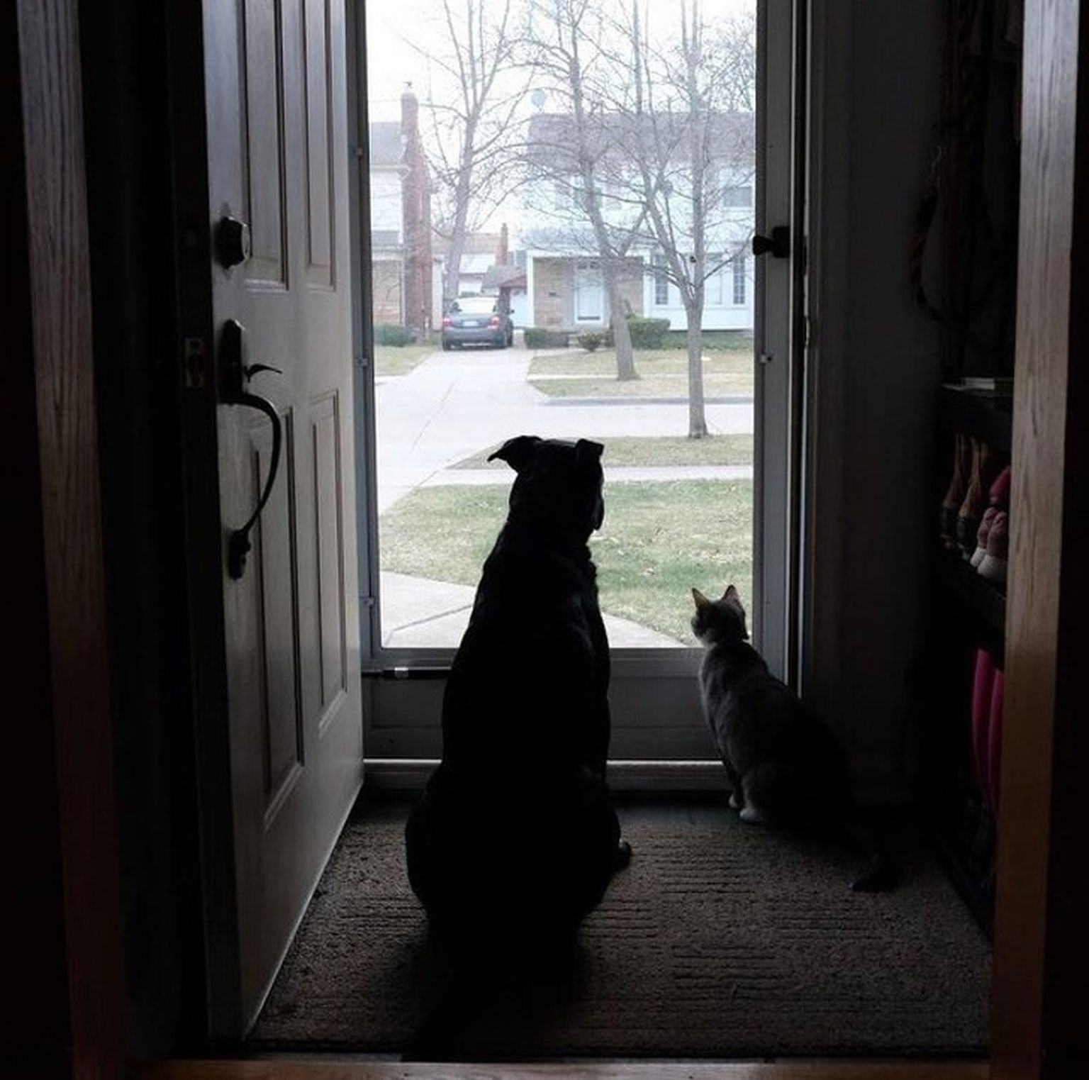 Say the pets. Собака ждет. Собака ждет хозяина. Собака ждет у двери. Кот ждет.