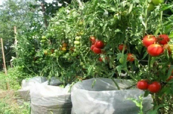 Выращивание томатов в мешках. Миф или реальность — личный опыт