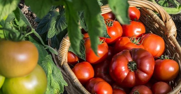 Применяем кальциевую селитру для томатов: преимущества удобрения и правила обработок