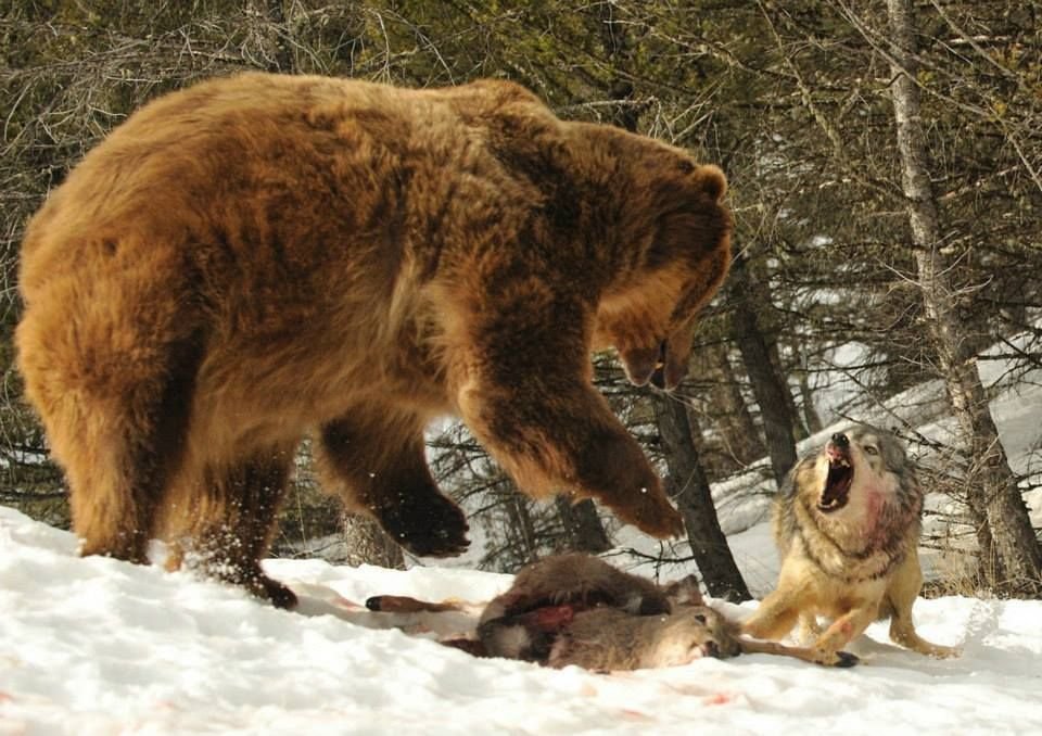 Нападение большого. Медведь Гризли против Волков. Дикие звери в природе.