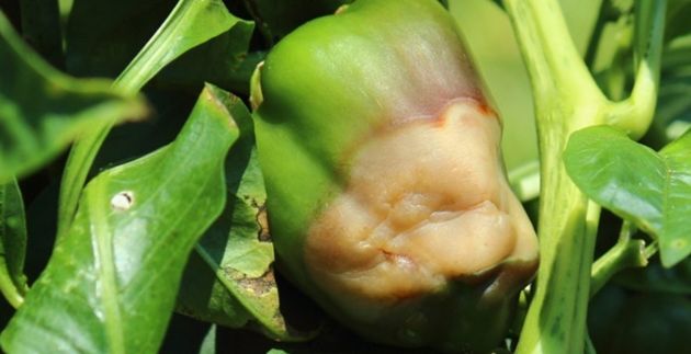 4 распространенные проблемы при выращивании перцев и способы их решения