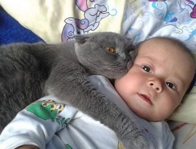 Кошка и ребенок