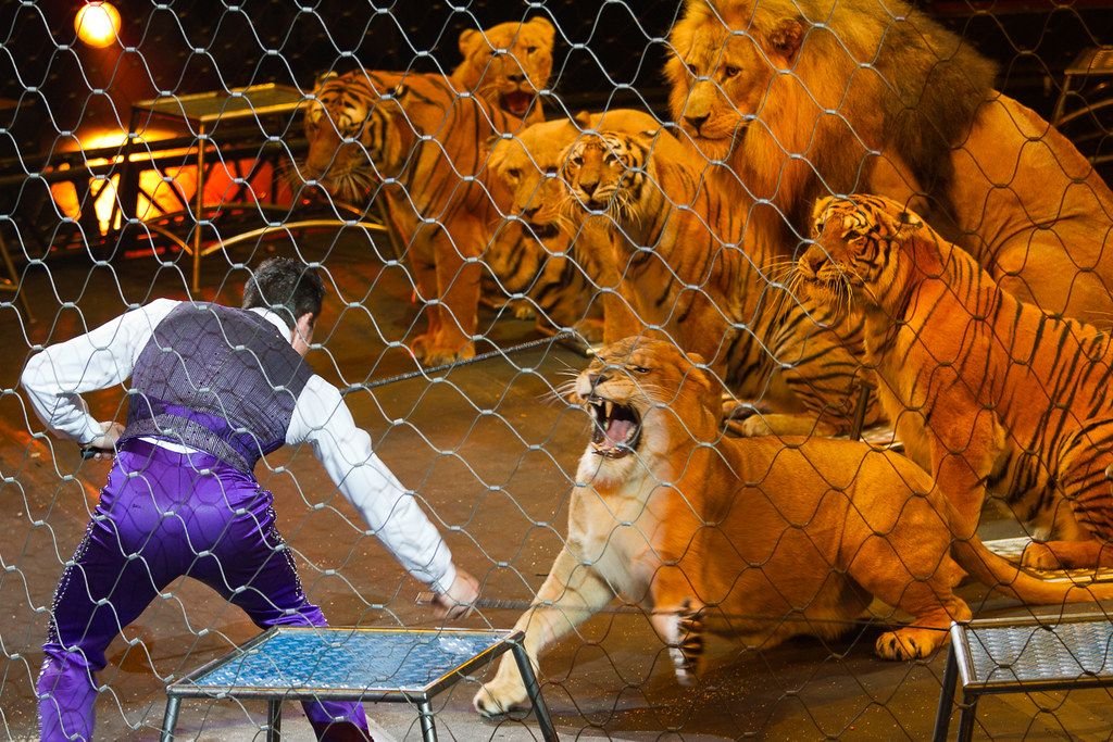 Цирк бенгальские тигры. Животные в цирке. Нападение животных в цирке. Тигр в цирке. Львы и тигры в цирке.