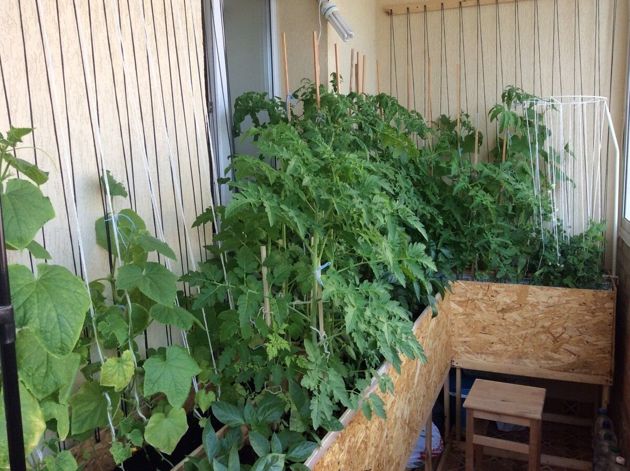 А вы выращиваете мини - огород на балконе летом? Рассказываю, что выращиваю я и каких результатов уже добилась
