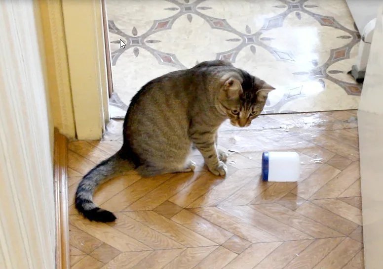 Кошка сбросила с конструкции один кубик. Кошка сбрасывает. Кот сбрасывает на пол. Сбросил кота на пол. Кот роняет лапой.