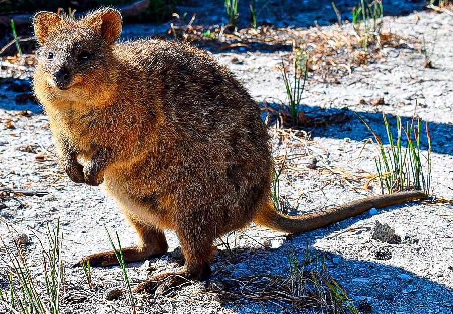Квокка. Квокка эндемики Австралии. Квокка (короткохвостый кенгуру). Австралийская кенгуру Квокка. Зверек Квокка.