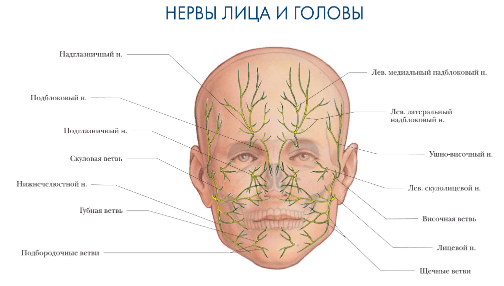Нервы на лбу. Иннервация кожи головы анатомия. Строение нервной системы лица человека. Иннервация головы схема. Строение лица человека анатомия нервы.
