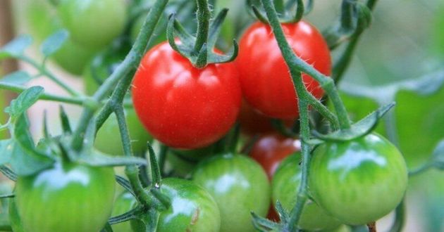 Что нужно томатам в августе, чтобы собирать крупные, сочные плоды