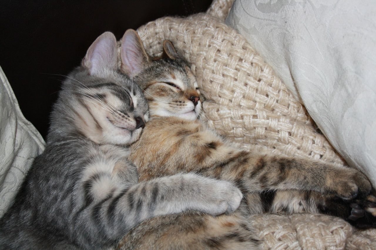 Кошки спят вместе. Котики обнимаются. Влюбленные котики. Котята спят в обнимку. Коты спят в обнимку.