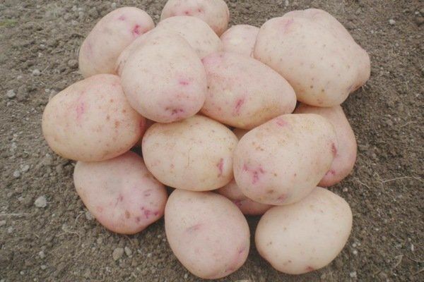 Какой самый вкусный сорт картофеля по отзывам многих огородников