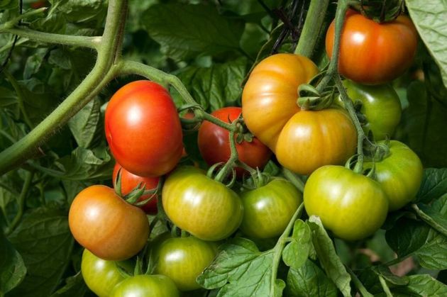 3 Сорта томатов специально для тех, кто приезжает на дачу только по выходным. Минимум затрат, но получаем стабильный урожай