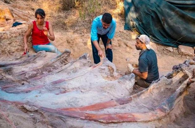 Brachiosaurus excavations in Portugal Photo: University of Lisbon