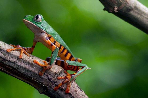 Квакша-филломедуза – лягушка, которая лазает по деревьям не хуже обезьяны