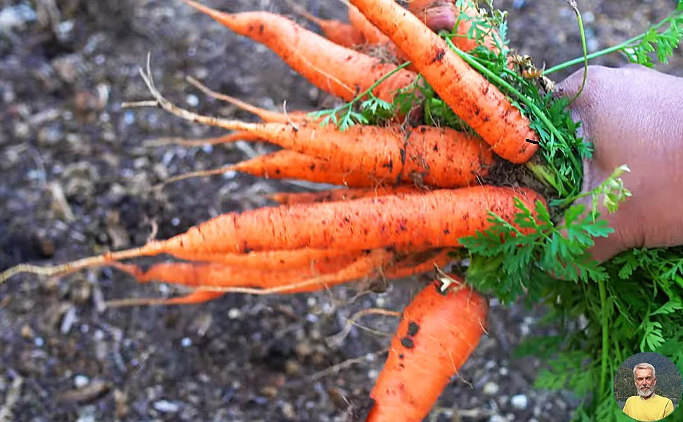 Морковь. Морковка с солью. Любовь это урожай моркови. Морковь спасибо за внимание.