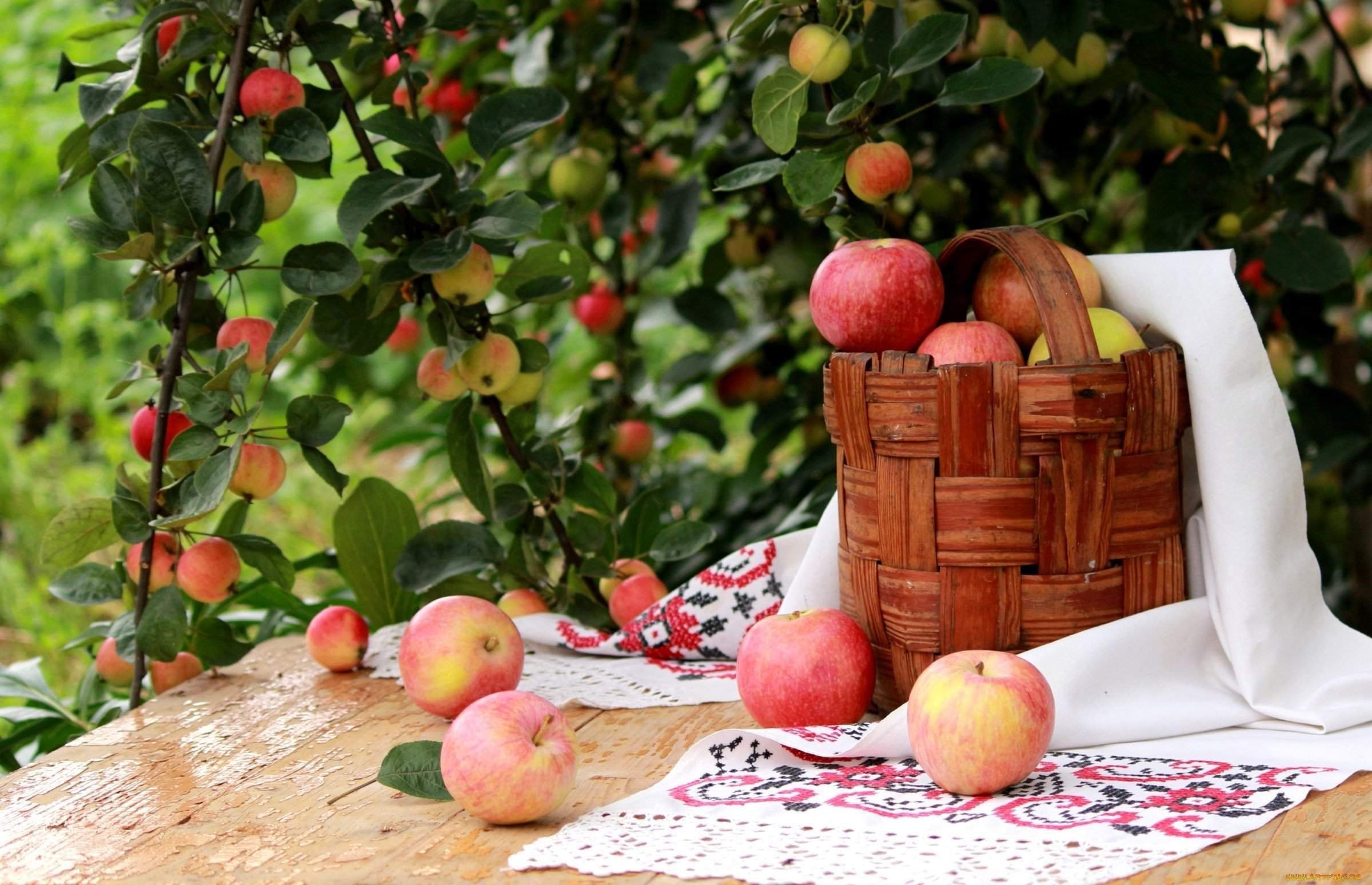 Яблочный спас пересказ. Яблочный сад. Яблоня в саду. Фрукты на столе в саду. Август природа.