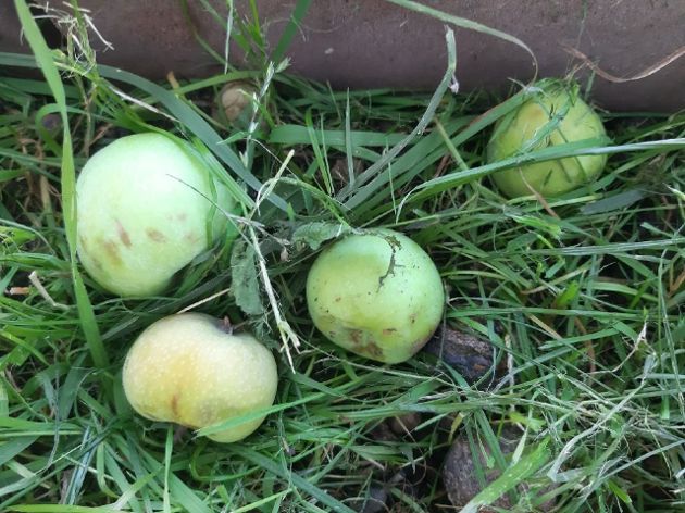 4 причины, по которым опадают незрелые яблоки: как это предотвратить