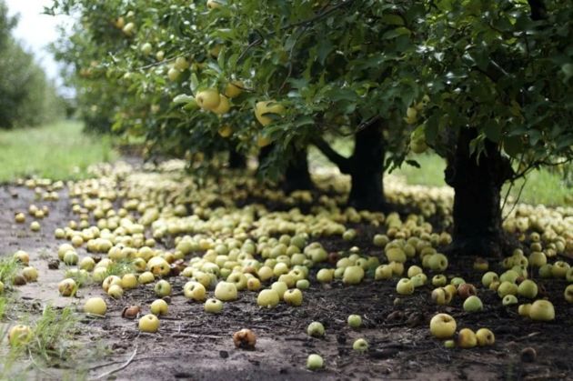 Почему осыпаются яблоки и чем подкормить деревья