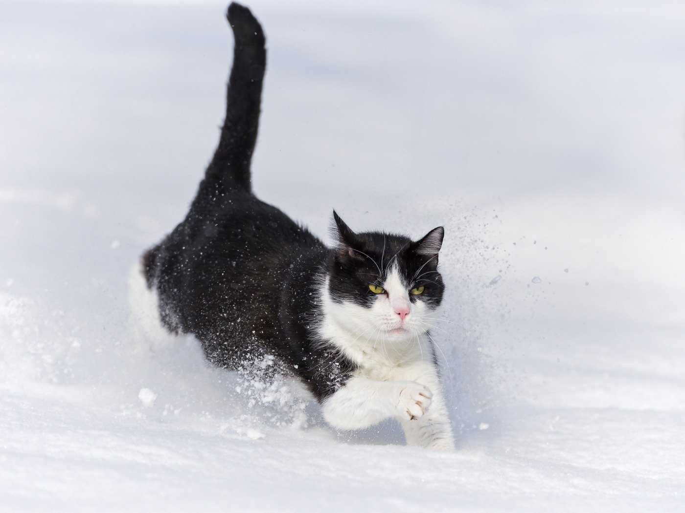 Поймать сбежавшего кота. Аляскинский снежный кот. Аляскинский Сноу Кэт. Зимние котики. Кошка в снегу.