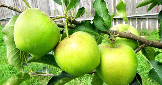 Какие сорта яблок самые вкусные и их легко вырастить