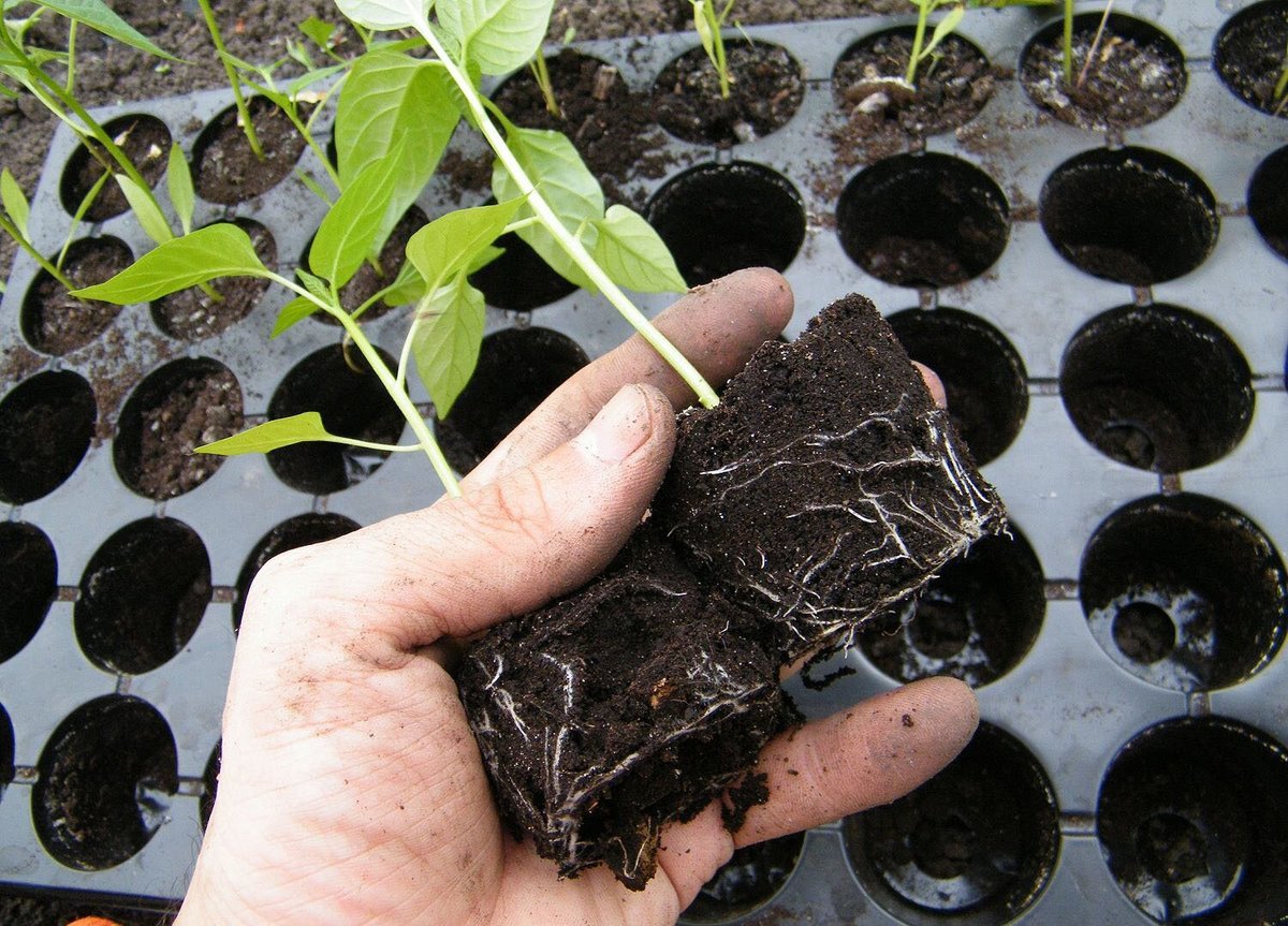 Что нужно добавить в рассадный грунт, чтобы сеянцы с первых дней начали наращивать мощные корни