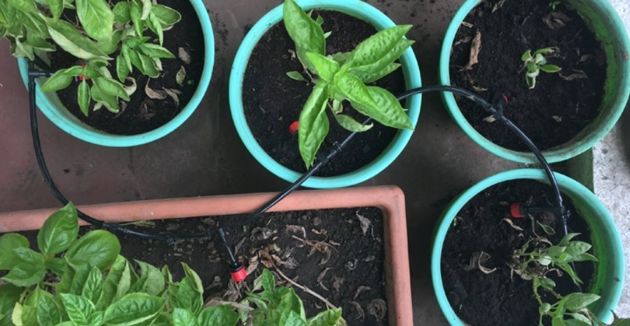 6 действенных способа полива растений на дачном участке, которые сэкономят время