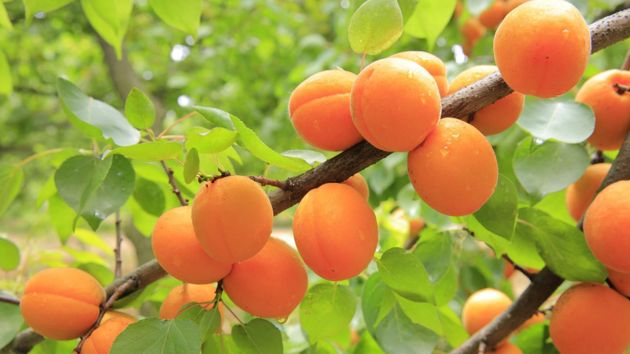 Как вырастить абрикосовое дерево из косточки?