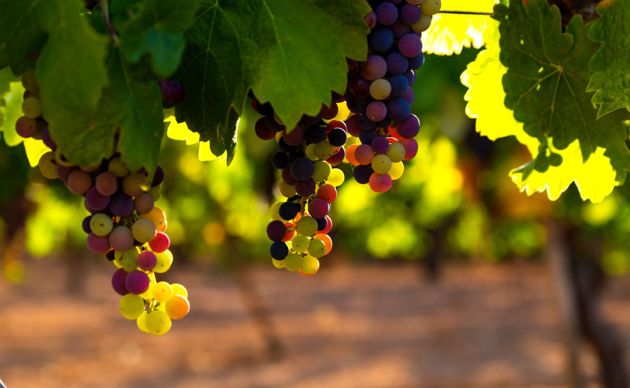 Как помочь винограду перезимовать?