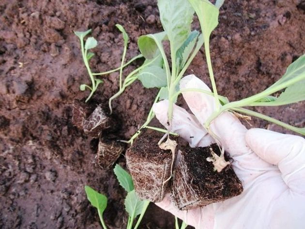 Надо ли замачивать семена капусты перед посадкой и как их посеять