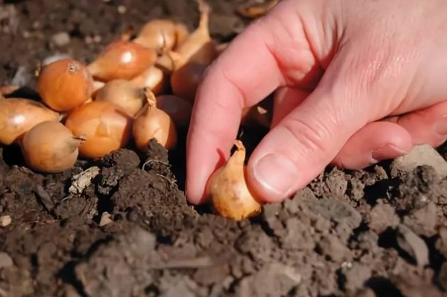 Приметы, которые помогут определить, когда пора высевать лук севок в открытый грунт