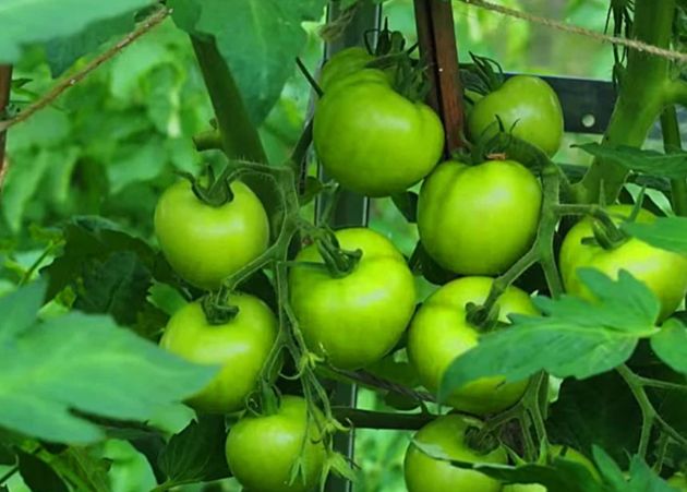 Секрет огромного урожая томатов кроется в грамотном использовании кальциевой селитры