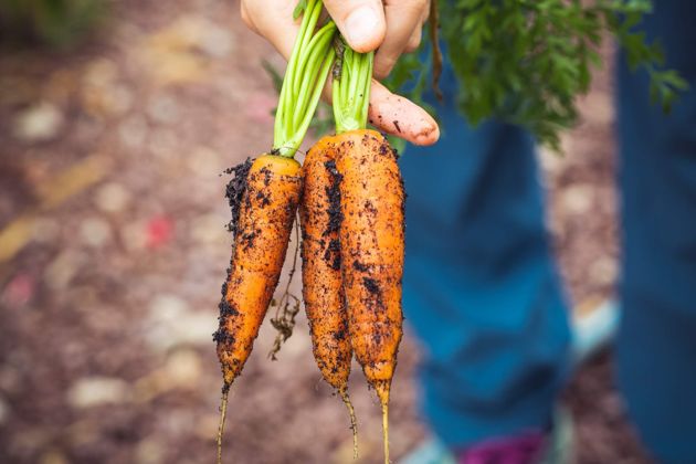 Сроки и порядок уборки моркови