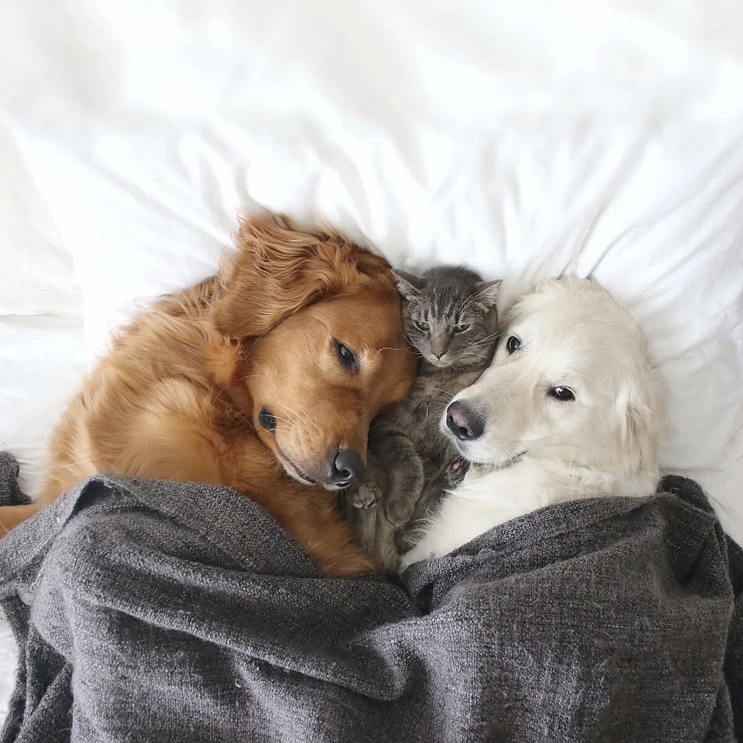 Friends for pets. Самоед и золотистый ретривер. Две собаки. Собака и кошка вместе. Собаки обнимаются.