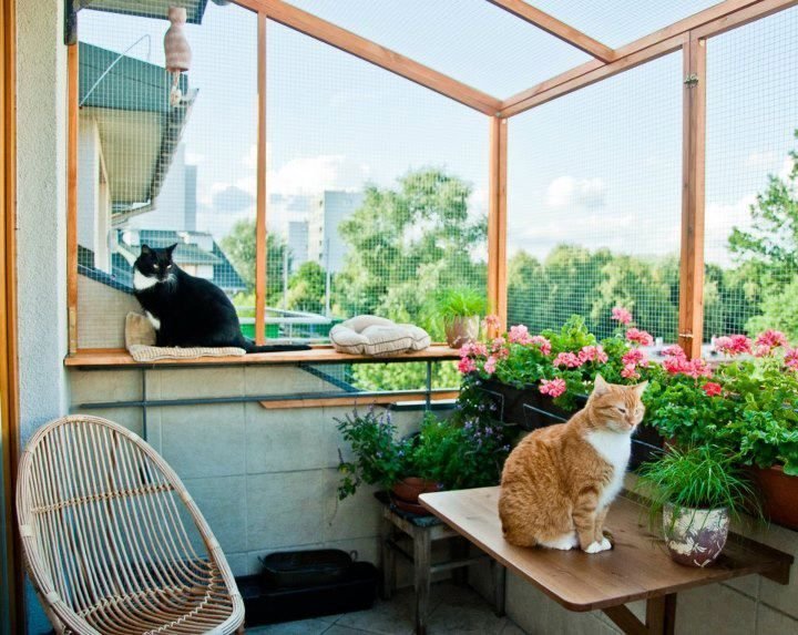 Кошачий балкон. Балкон для кошек. Кот на балконе. Домик для кошки на балконе. Кошачий домик на балконе.