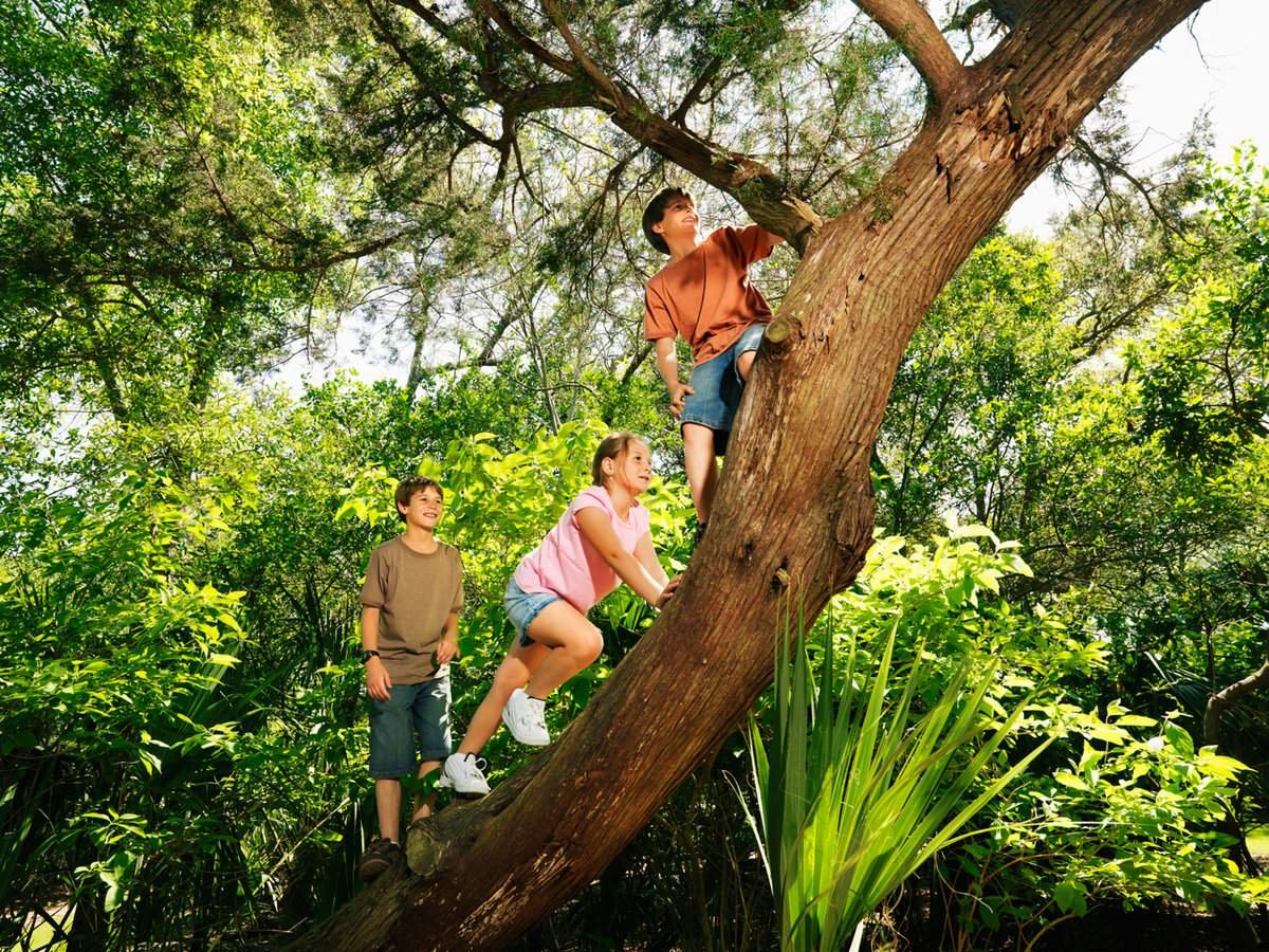 Забираться в чащу. День лазанья по деревьям 25 августа. Лазить по деревьям. Дерево для детей. Дети лазят по деревьям.