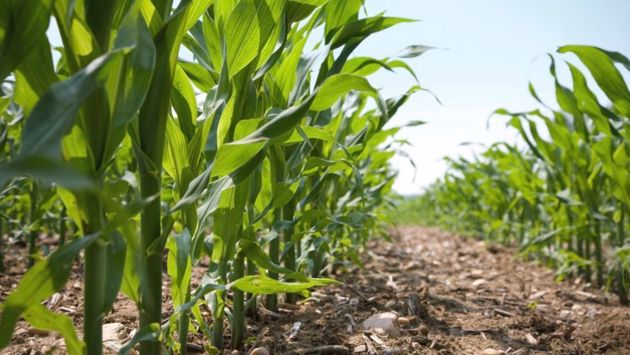 Советы по посадке, выращиванию и сбору кукурузы