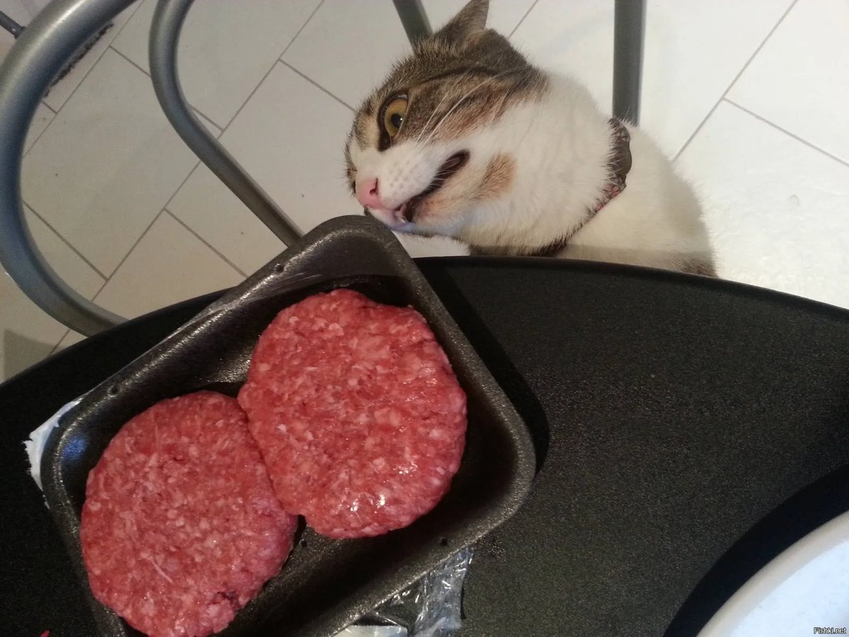 Мясо есть мясо мем. Смешная котлета. Коты и котлеты. Кот ворует колбасу. Кот с колбасой.