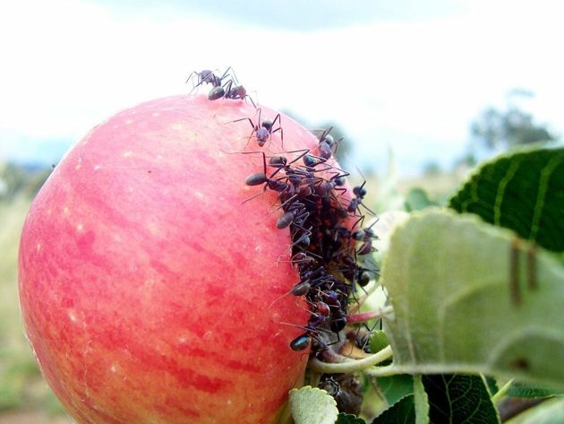 Простой народный способ избавления от садовых муравьев на яблонях, которым пользовались еще наши бабушки
