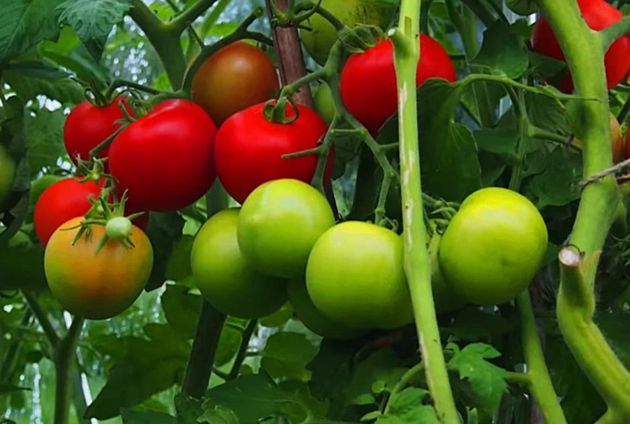 Подкормка для томатов, которая позволяет снимать с кустов прекрасный урожай до самой поздней осени