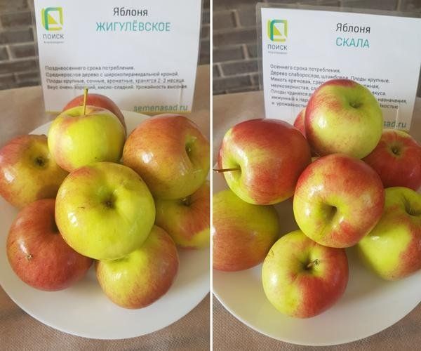 Какие сорта яблок самые вкусные и их легко вырастить